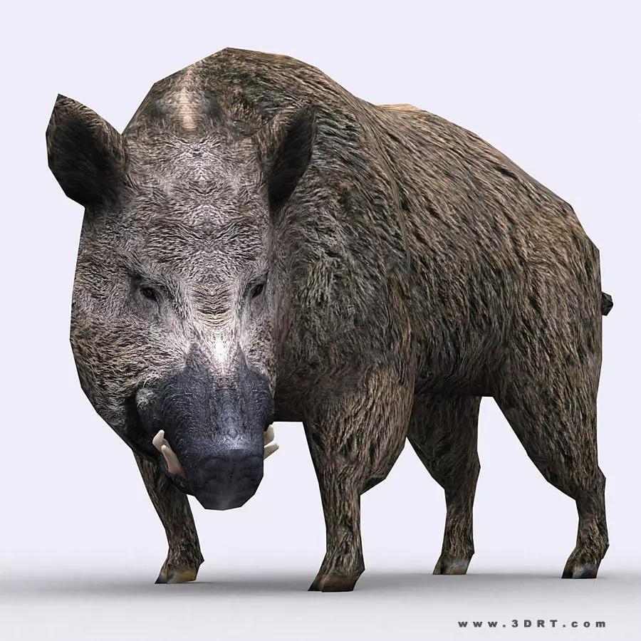 3DRT - Boar Low-poly 3D model