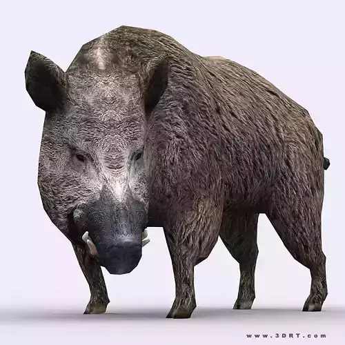3DRT - Boar Low-poly 3D model