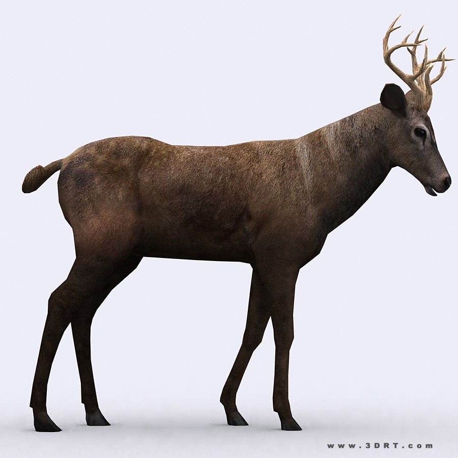 3DRT - Deer Low-poly 3D model_1