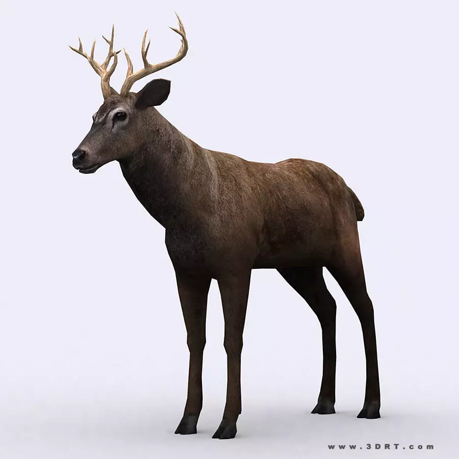3DRT - Deer Low-poly 3D model_0