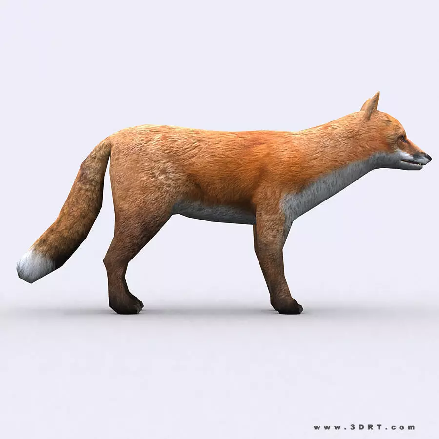 3DRT - Fox Low-poly 3D model_0