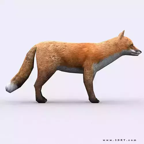 3DRT - Fox Low-poly 3D model