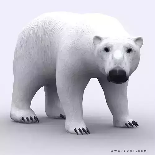 3DRT - Polar Bear Low-poly 3D model