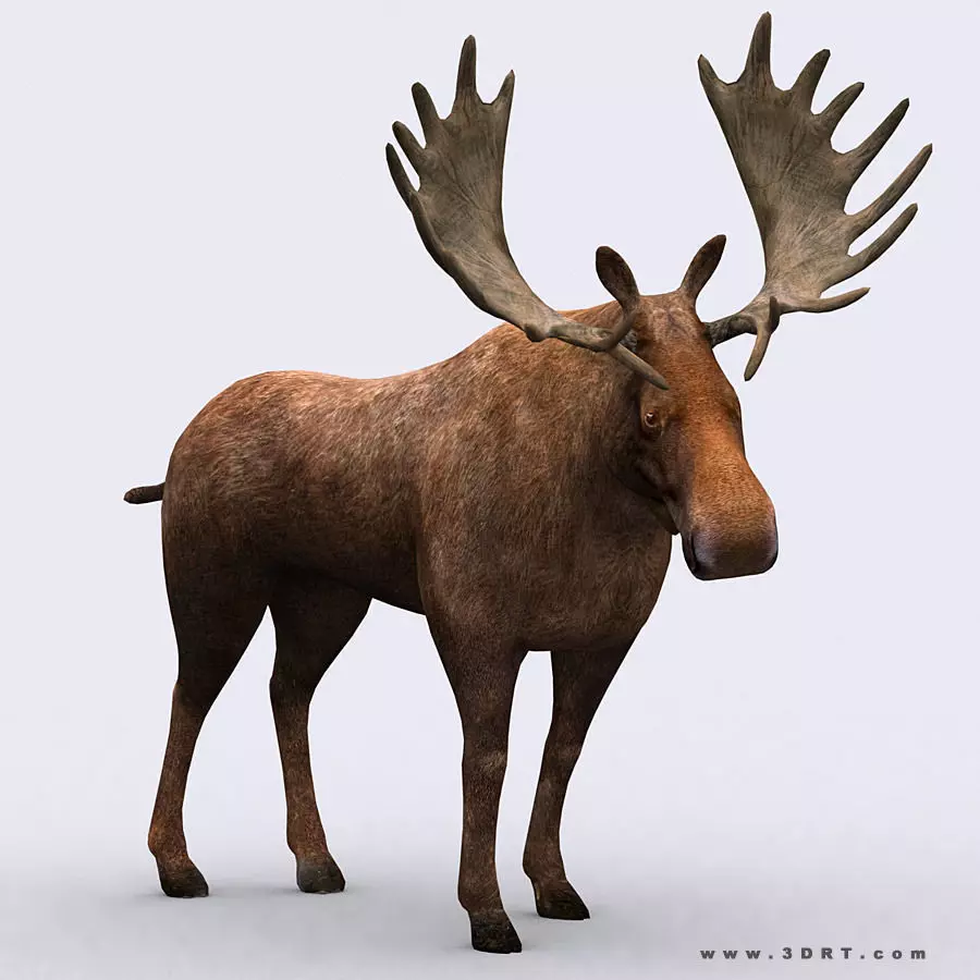 3DRT - Moose Low-poly 3D model_0