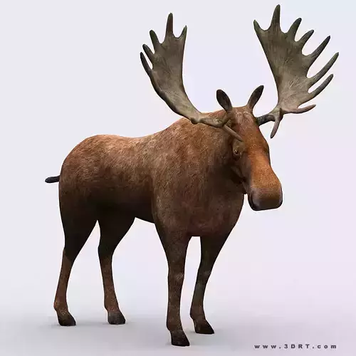 3DRT - Moose Low-poly 3D model 3DRT - Moose Low-poly 3D model