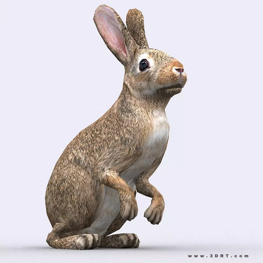 3DRT - Hare Low-poly 3D model_0