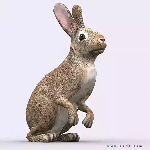 3DRT - Hare Low-poly 3D model
