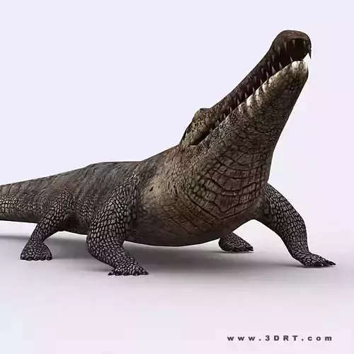 3DRT - Crocodile Low-poly 3D model
