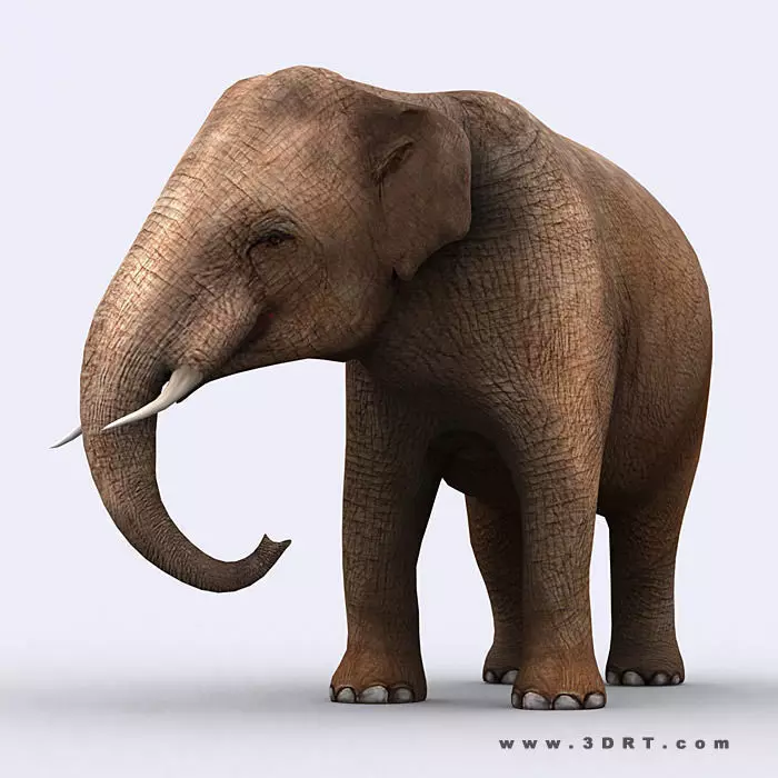 3DRT - Elephant Low-poly 3D model_0