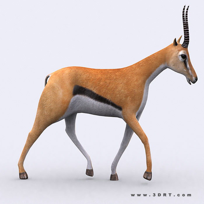 3DRT - Gazelle Low-poly 3D model_1