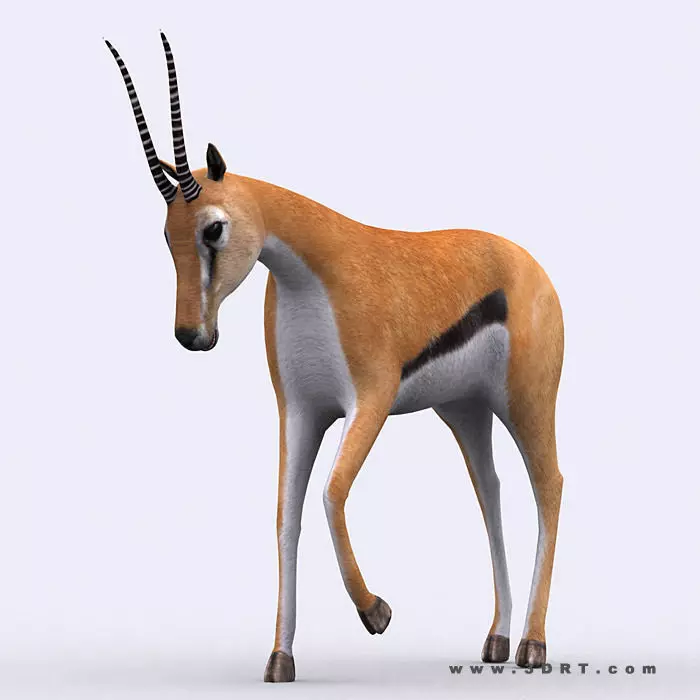 3DRT - Gazelle Low-poly 3D model_0