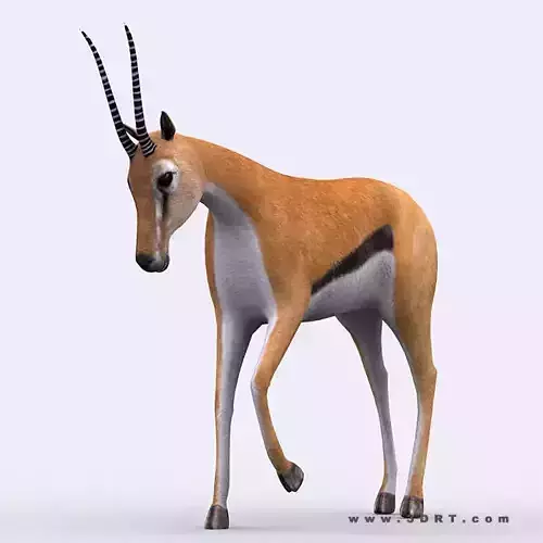 3DRT - Gazelle Low-poly 3D model