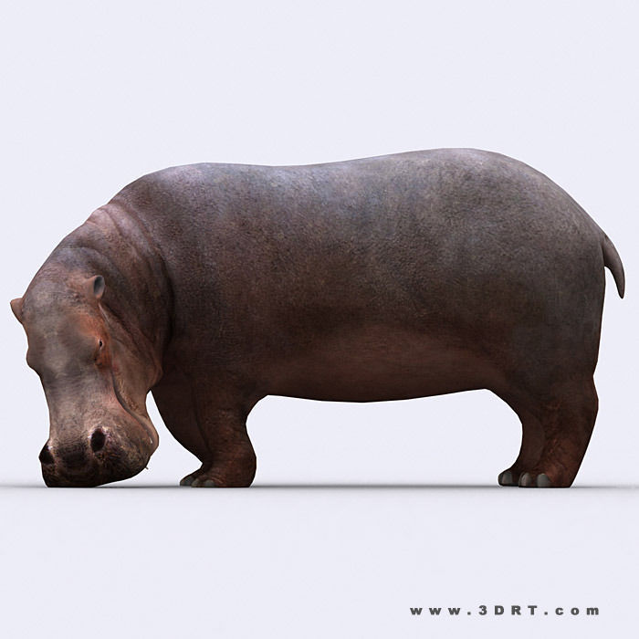 3DRT - Hippopotamus Low-poly 3D model_1