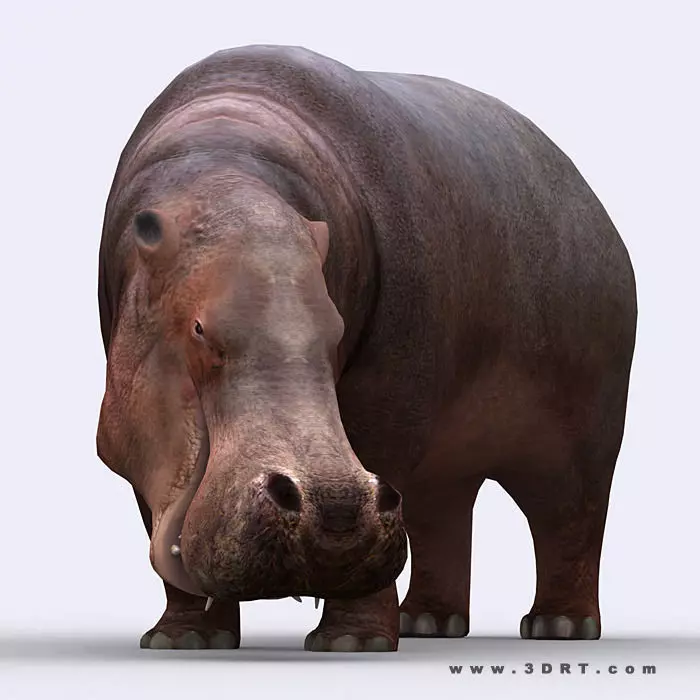 3DRT - Hippopotamus Low-poly 3D model_0