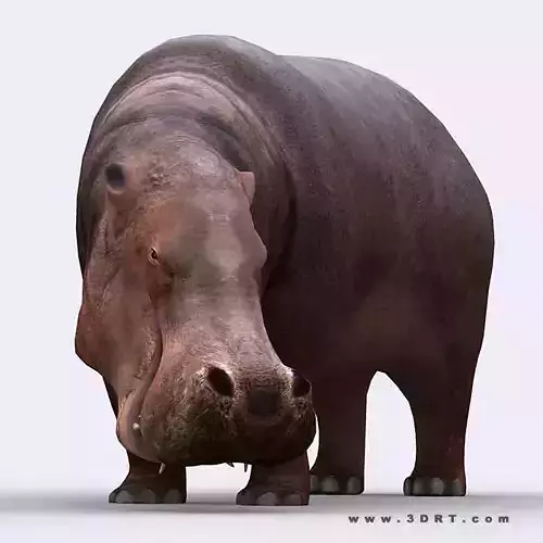 3DRT - Hippopotamus Low-poly 3D model