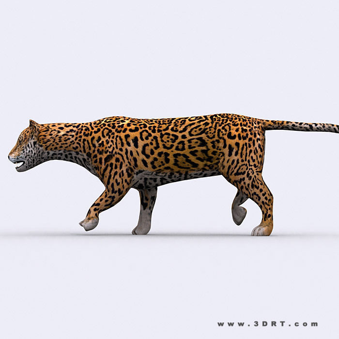 3DRT - Jaguar Low-poly 3D model_1