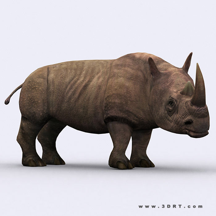 3DRT - Rhinoceros Low-poly 3D model_1