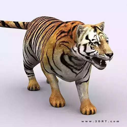 3DRT - Tiger