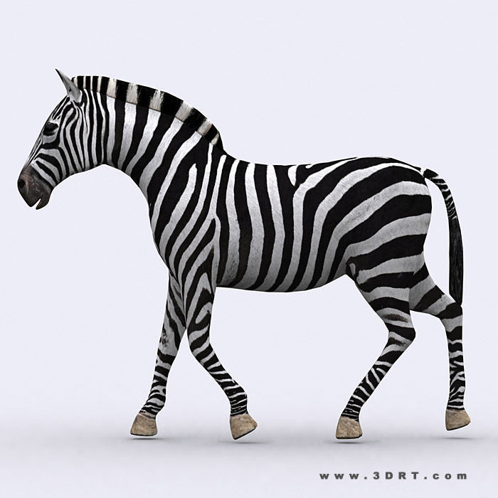 3DRT - Zebra Low-poly 3D model_1