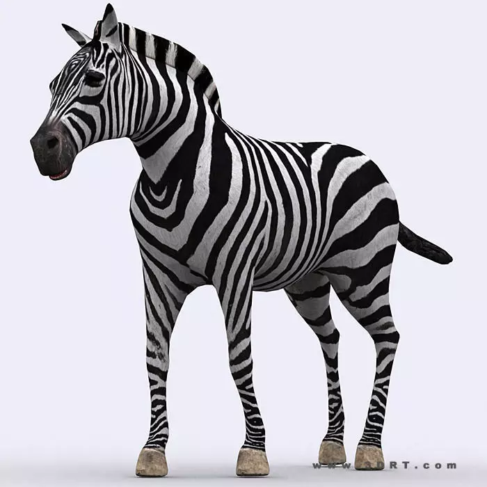 3DRT - Zebra Low-poly 3D model_0