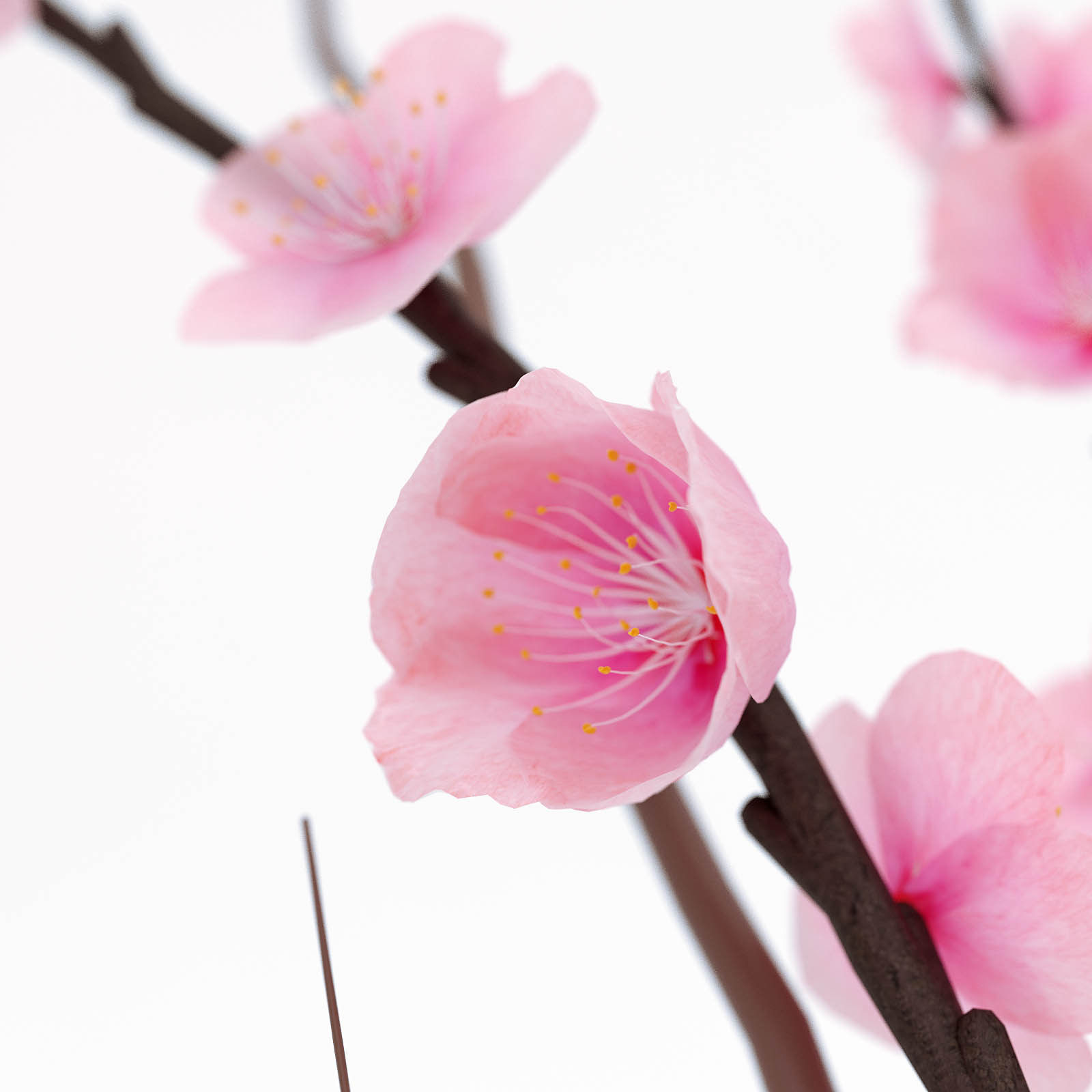 Sakura in a vase 3D model_2