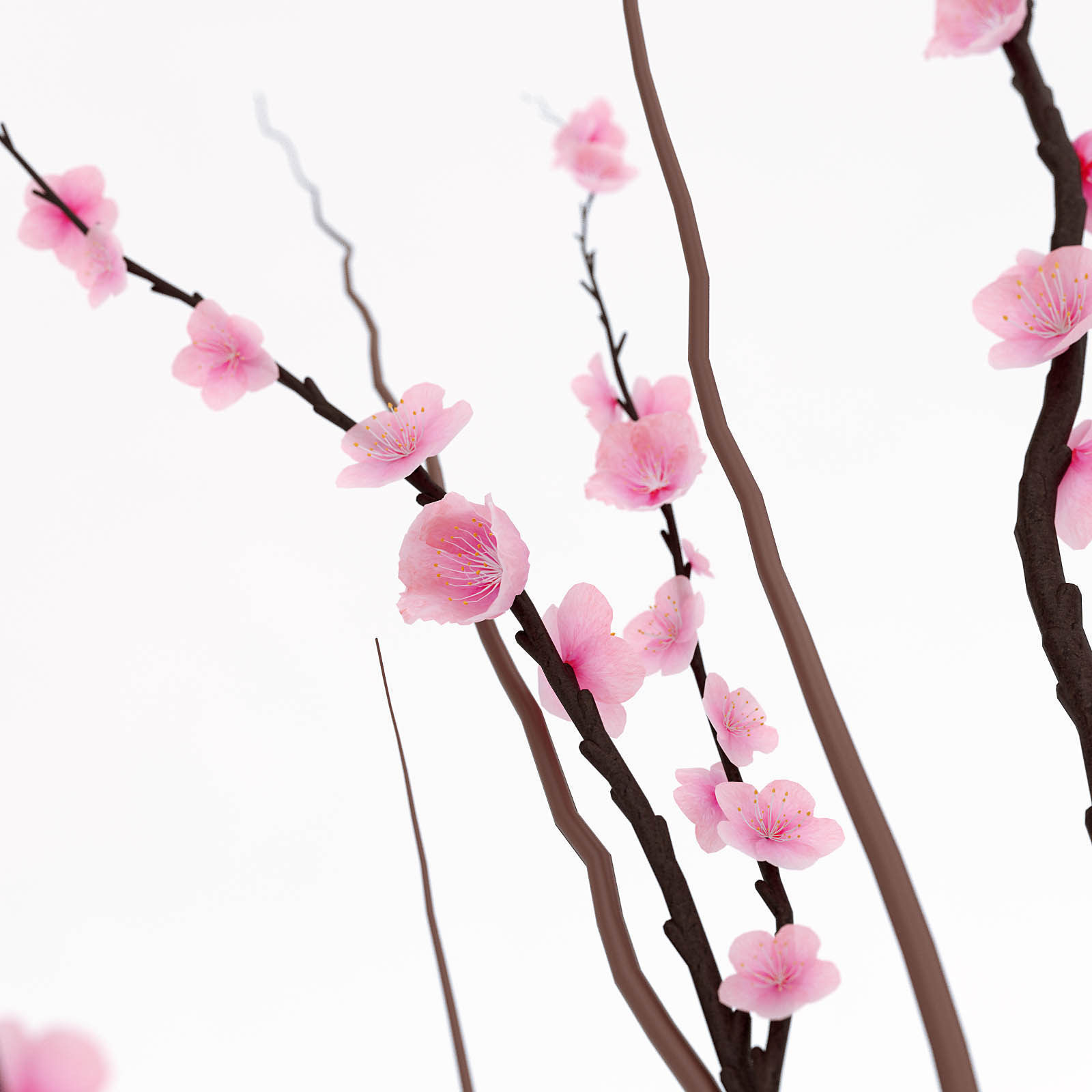 Sakura in a vase 3D model_1