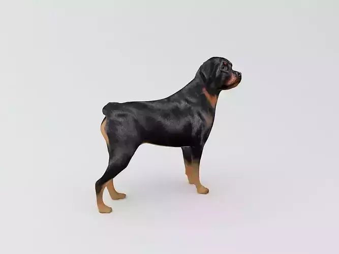 Rottweiler Dog 3D Printable Model  3D print model