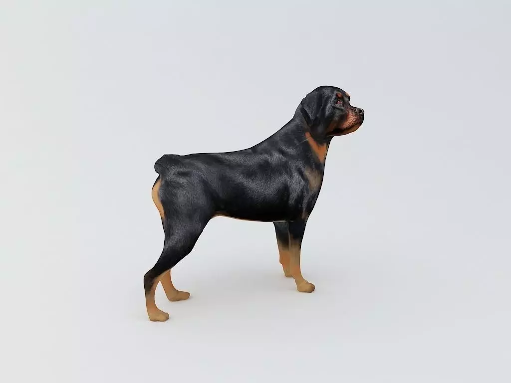 Rottweiler Dog 3D Printable Model  3D print model_0