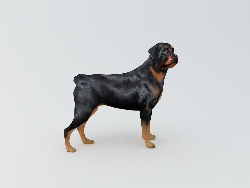 Rottweiler Dog 3D Printable Model  3D print model_2