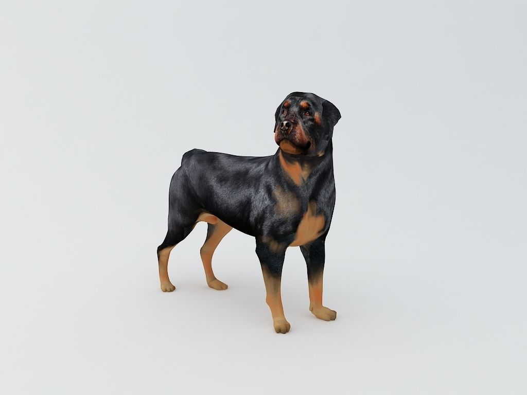 Rottweiler Dog 3D Printable Model  3D print model_3