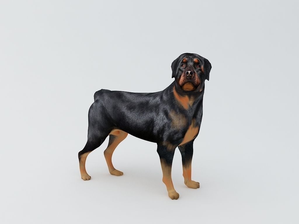 Rottweiler Dog 3D Printable Model  3D print model_1