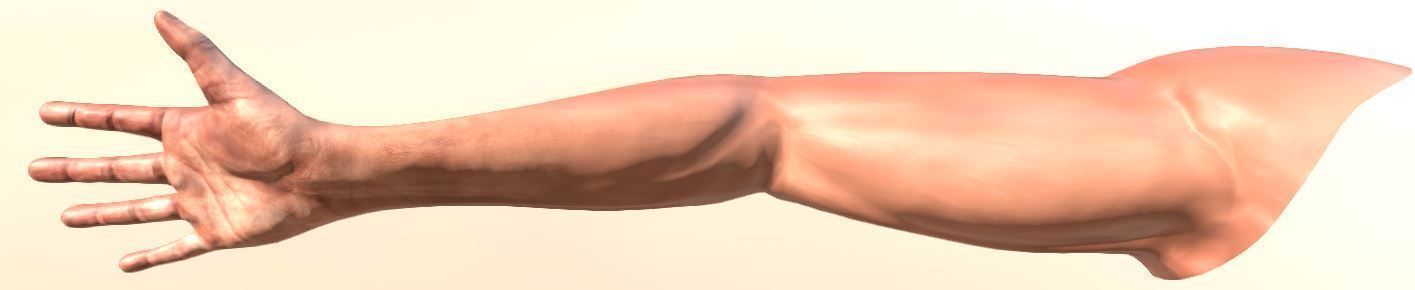 FPS-Arms Low-poly 3D model_13