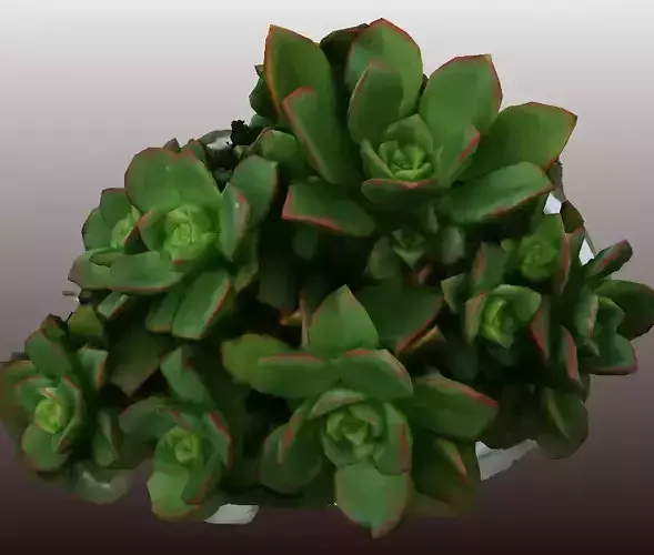 Kleinia plant 3D scan - Low Polygon 