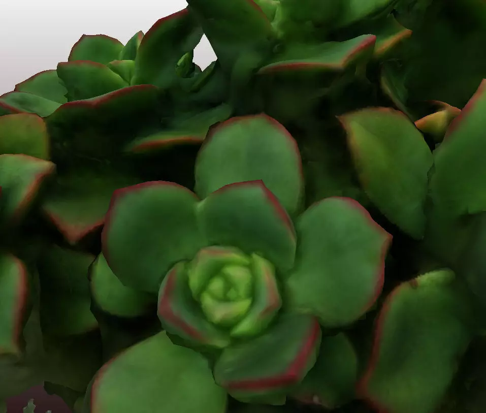 Kleinia plant 3D scan - HD version 3D model_0