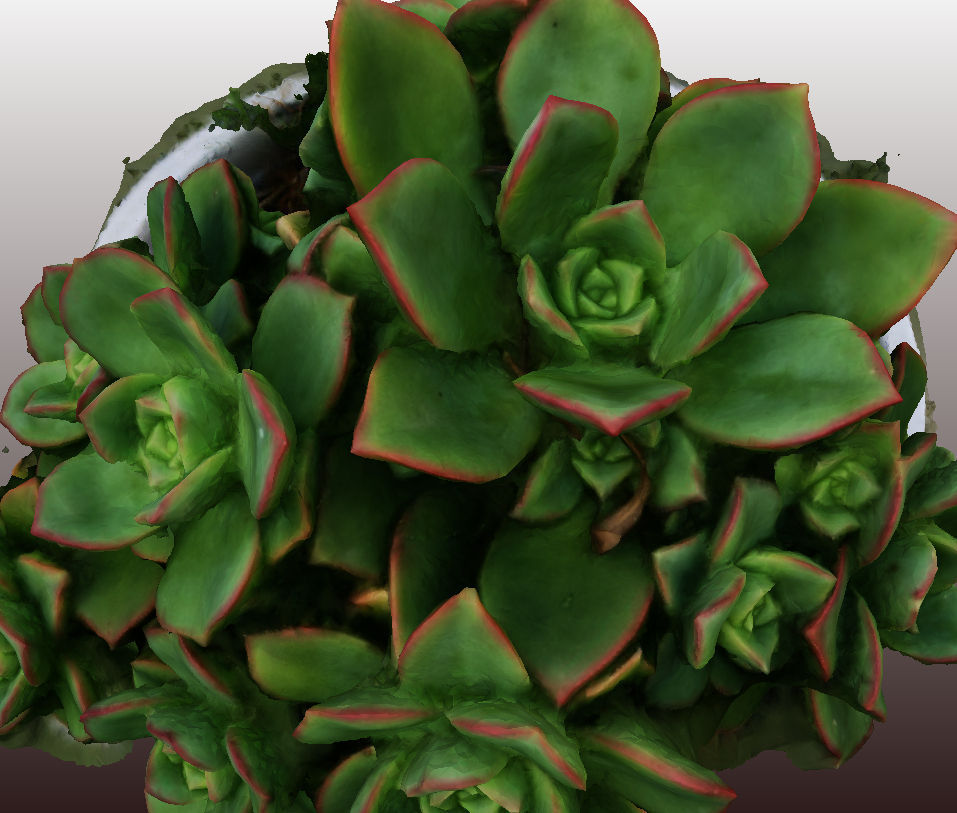 Kleinia plant 3D scan - HD version 3D model_1