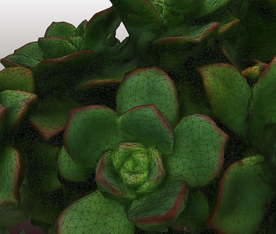 Kleinia plant 3D scan - HD version 3D model_2