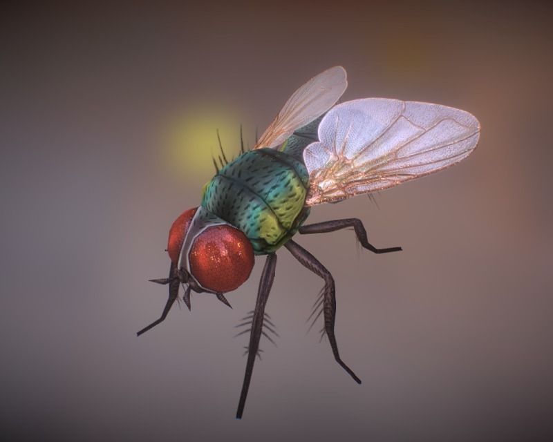 Animated Housefly Low-poly 3D model_2
