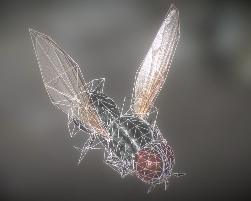 Animated Housefly Low-poly 3D model_1