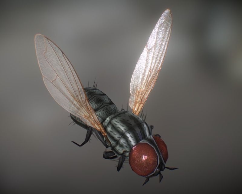 Animated Housefly Low-poly 3D model_0