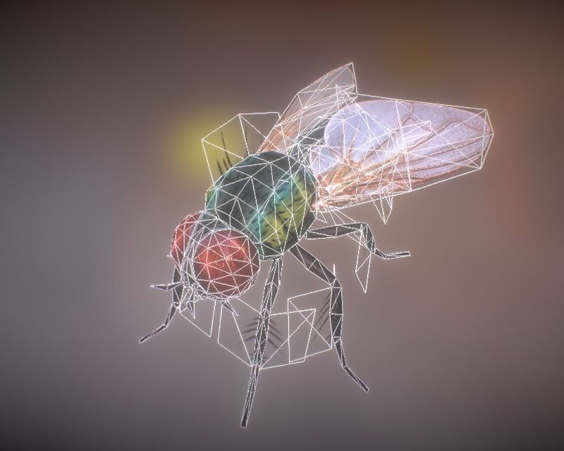 Animated Housefly Low-poly 3D model_3