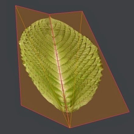 Indoor plant 2 Free low-poly 3D model_14