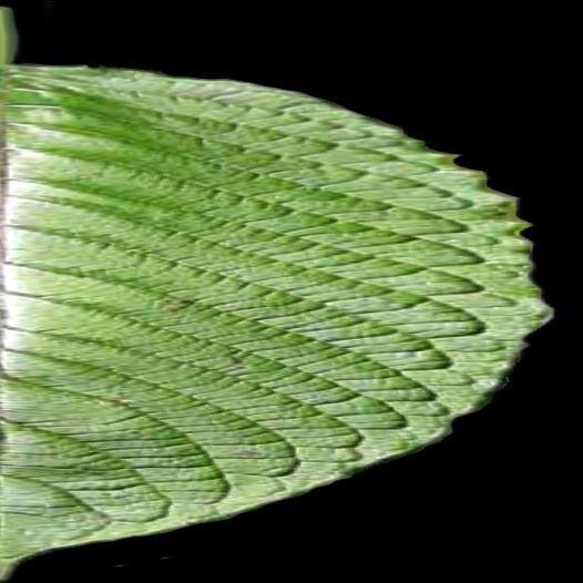 Indoor plant 2 Free low-poly 3D model_17