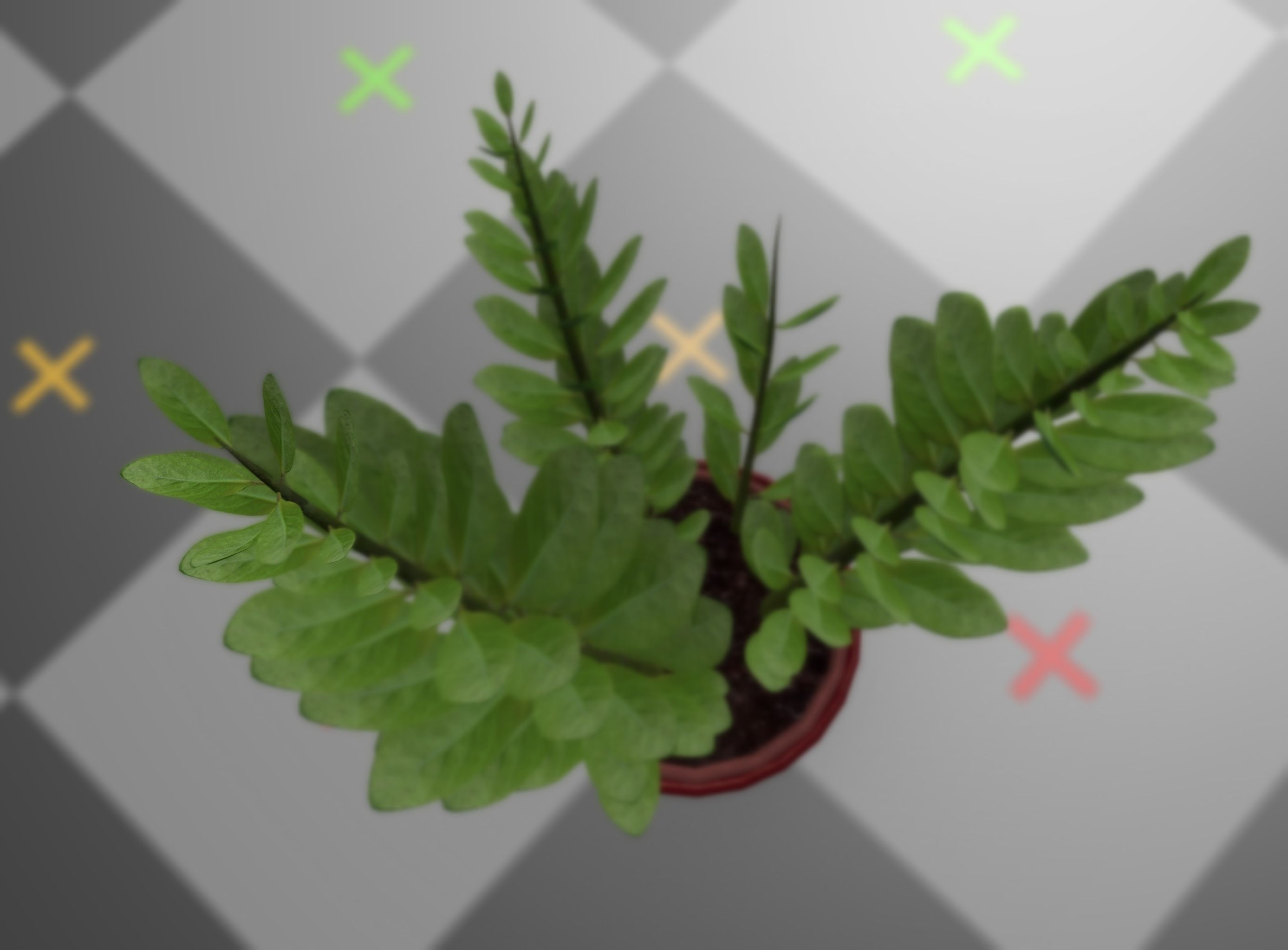 Indoor plant rigged Free low-poly 3D model_3