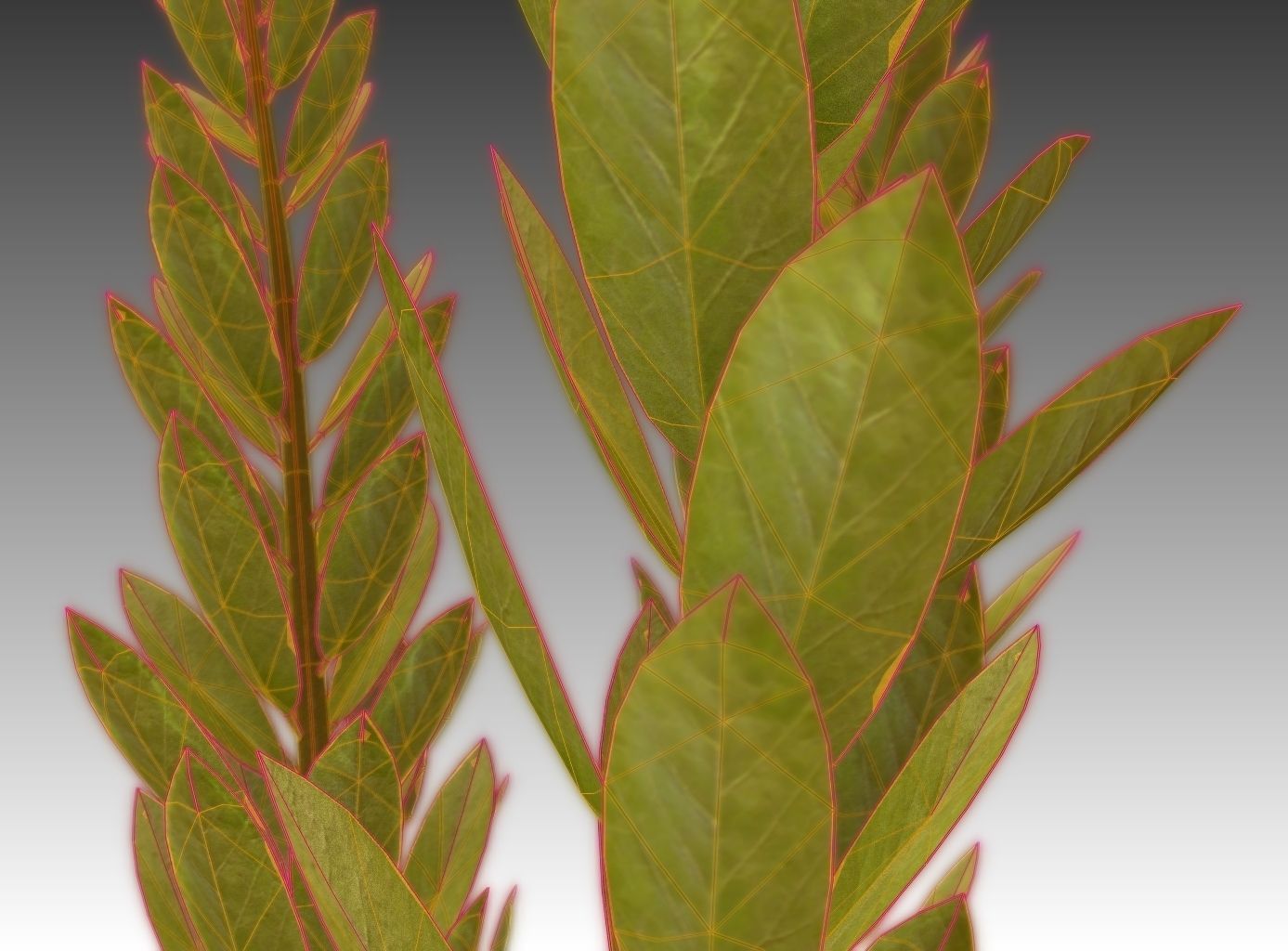 Indoor plant rigged Free low-poly 3D model_9