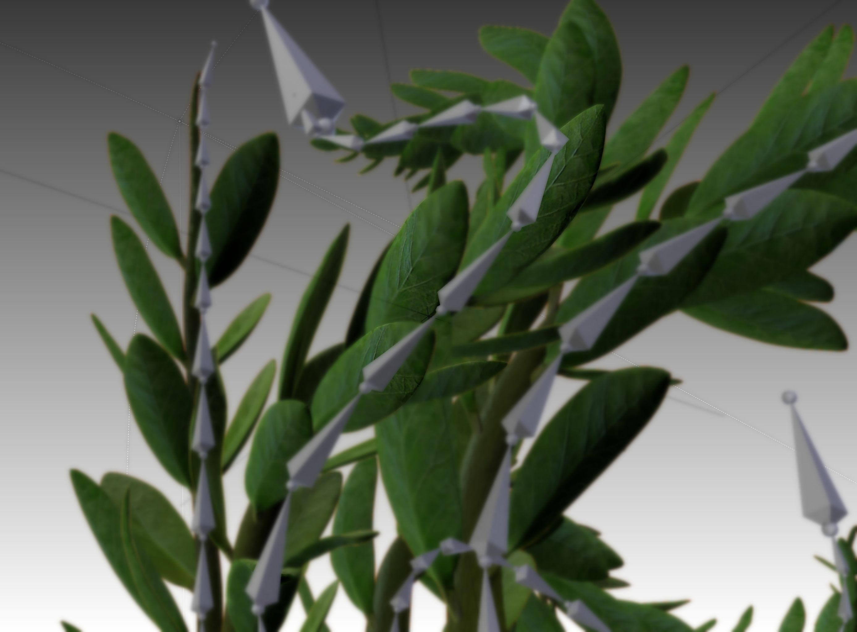 Indoor plant rigged Free low-poly 3D model_20