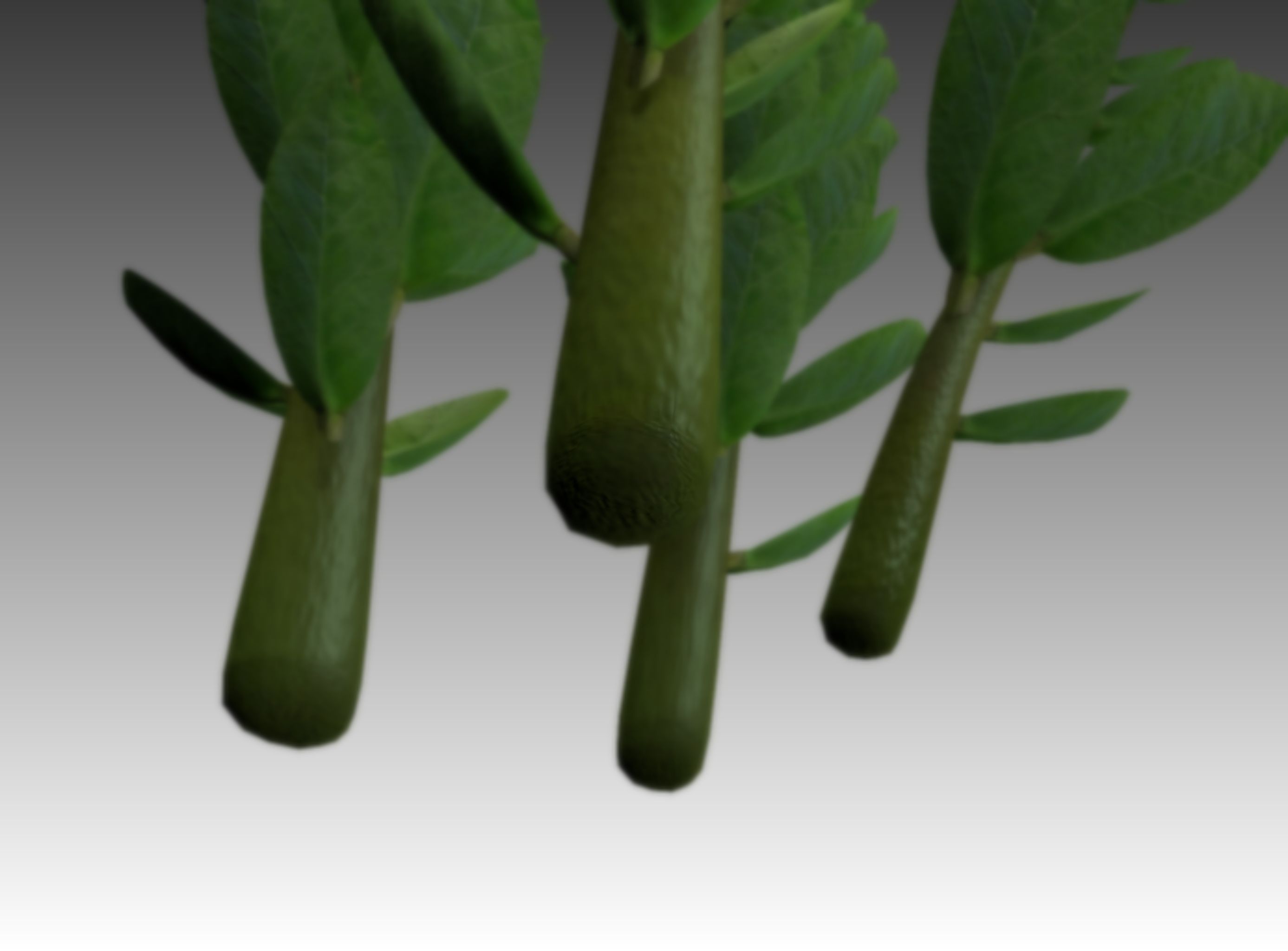 Indoor plant rigged Free low-poly 3D model_19