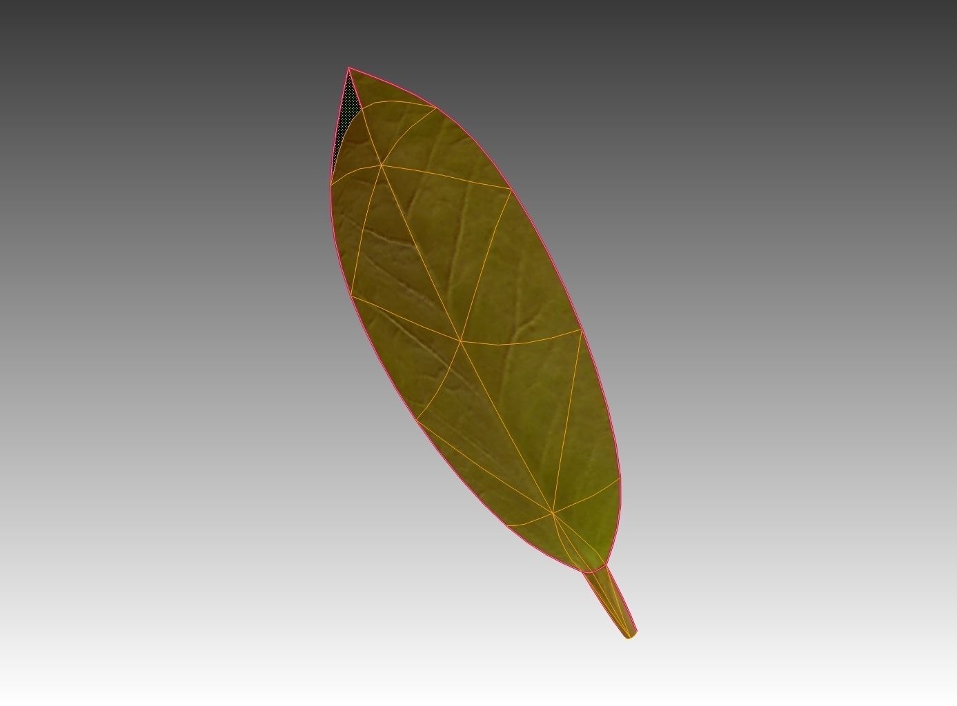 Indoor plant rigged Free low-poly 3D model_26