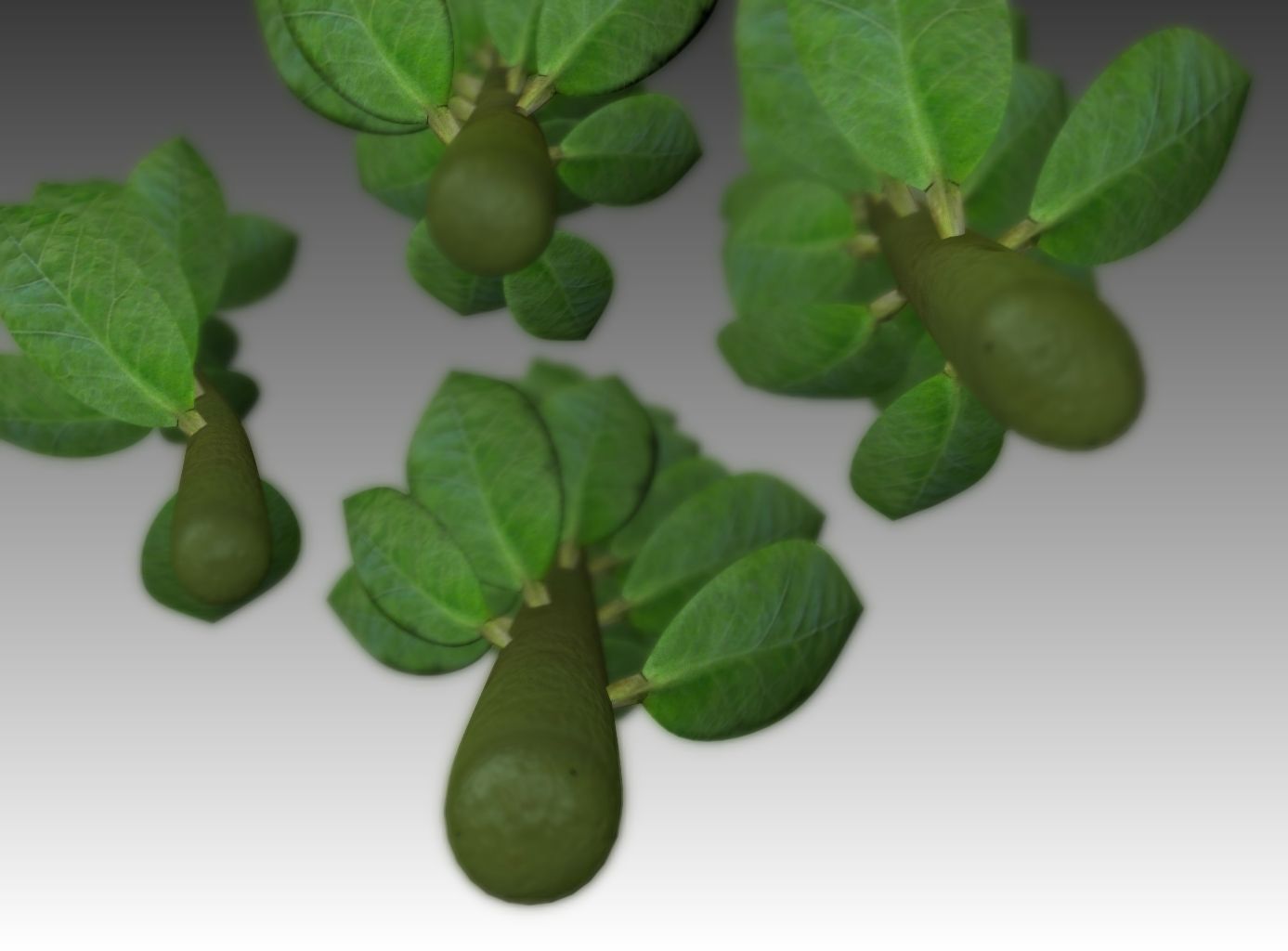 Indoor plant rigged Free low-poly 3D model_18