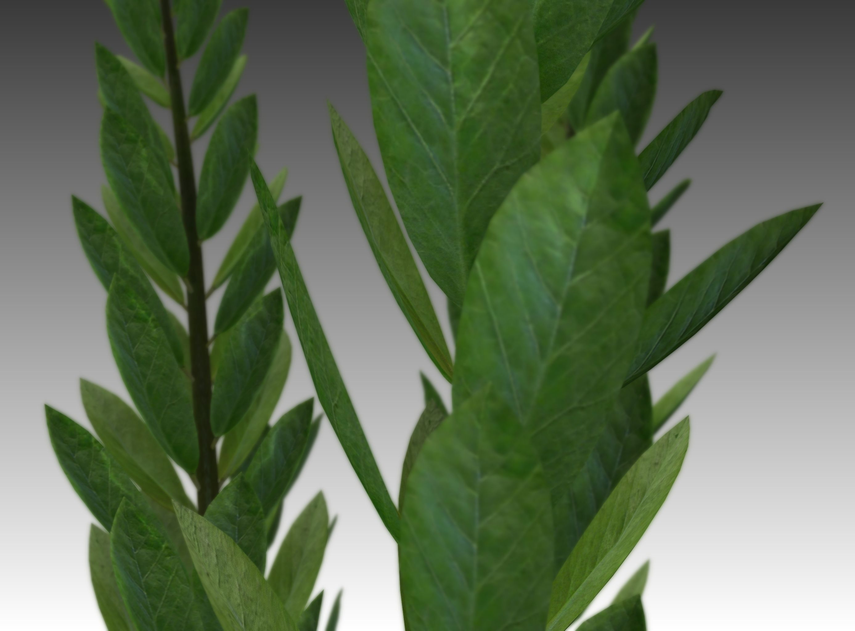 Indoor plant rigged Free low-poly 3D model_11