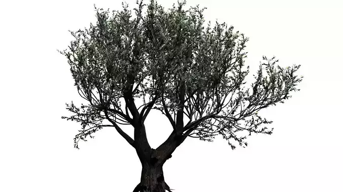 African Baobab  3D model